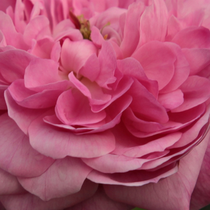 Поръчка на рози - Розов - Стари рози-Рози Портланд - интензивен аромат - Pоза Комте де Шамборд - Роберт и Моро - Могат да се отворят в лошо време,затова е добре да се подрязват.
